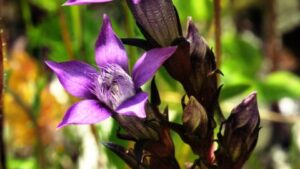 Purple flower, chiltern gentian