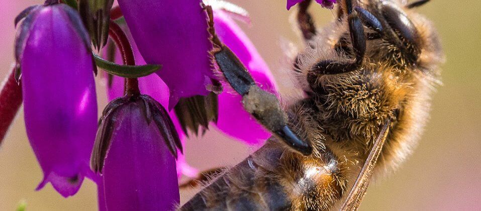 The world of the solitary bee home…