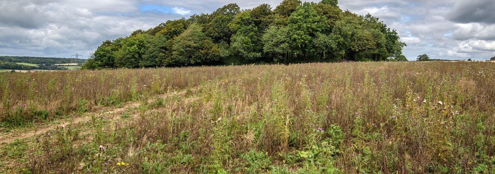 Chilterns Conservation Board writes to HS2's CEO to set out concerns regarding activities at Jones' Hill Wood