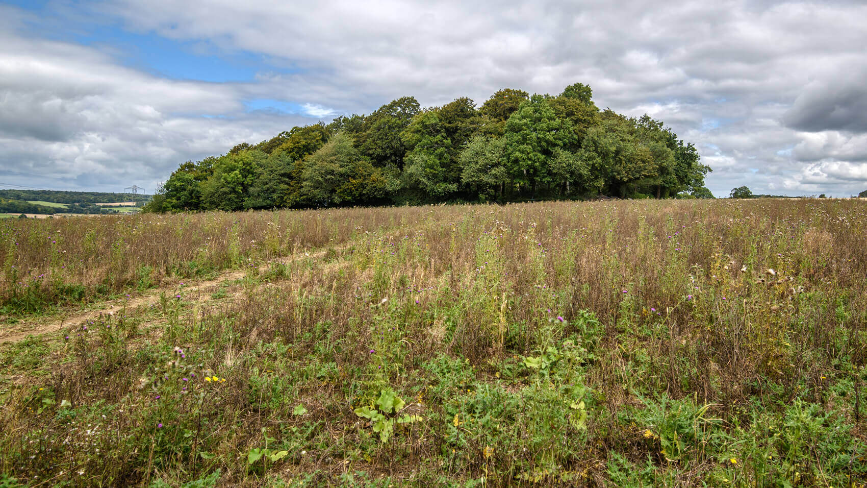 46-Looking-north-towards-Jones-Hill-Wood-Aug.-2020-17_41