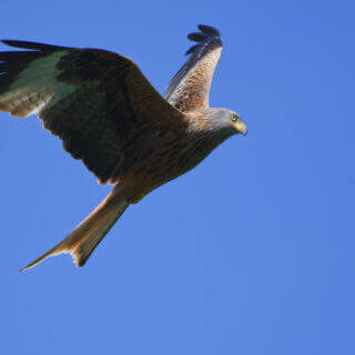 Six reasons not to feed red kites