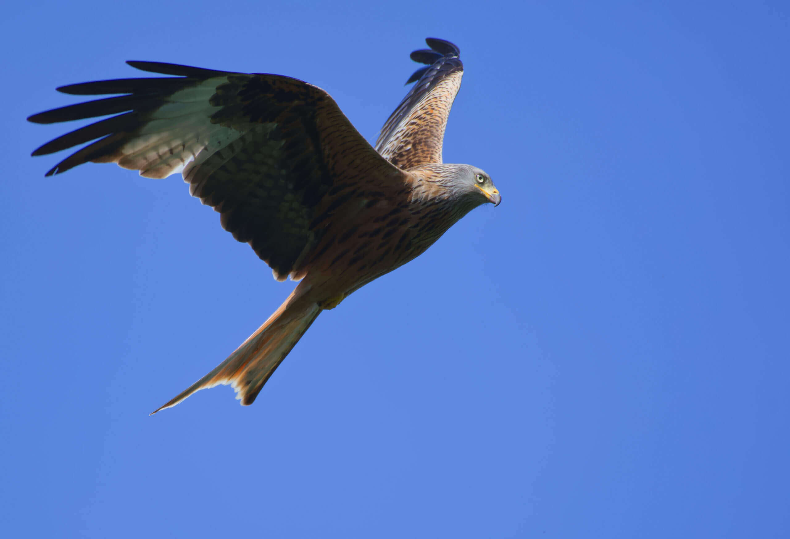 red kite on blue sky