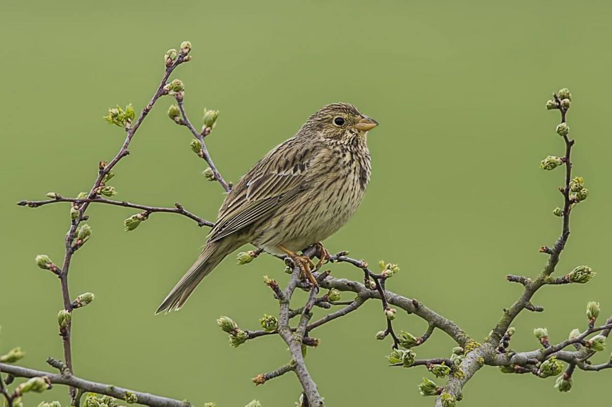 3101-Corn-Bunting-Ivinghoe-Apr-2017.jpg