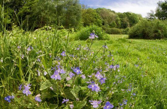 Germander Speedwell, Peppard Common.