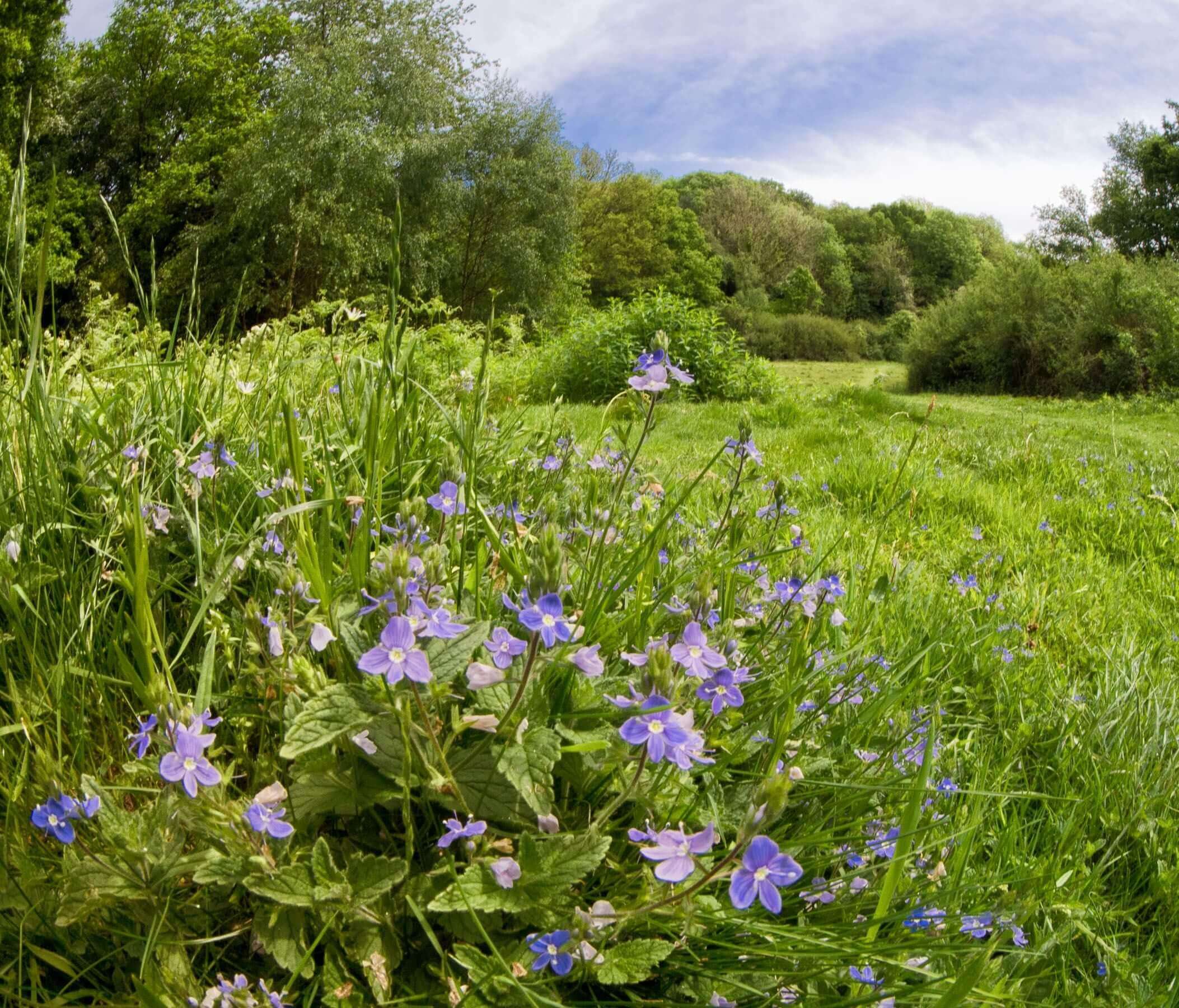 Germander Speedwell, Peppard Common.