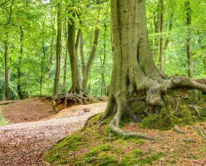 Beechwoods in Marlow