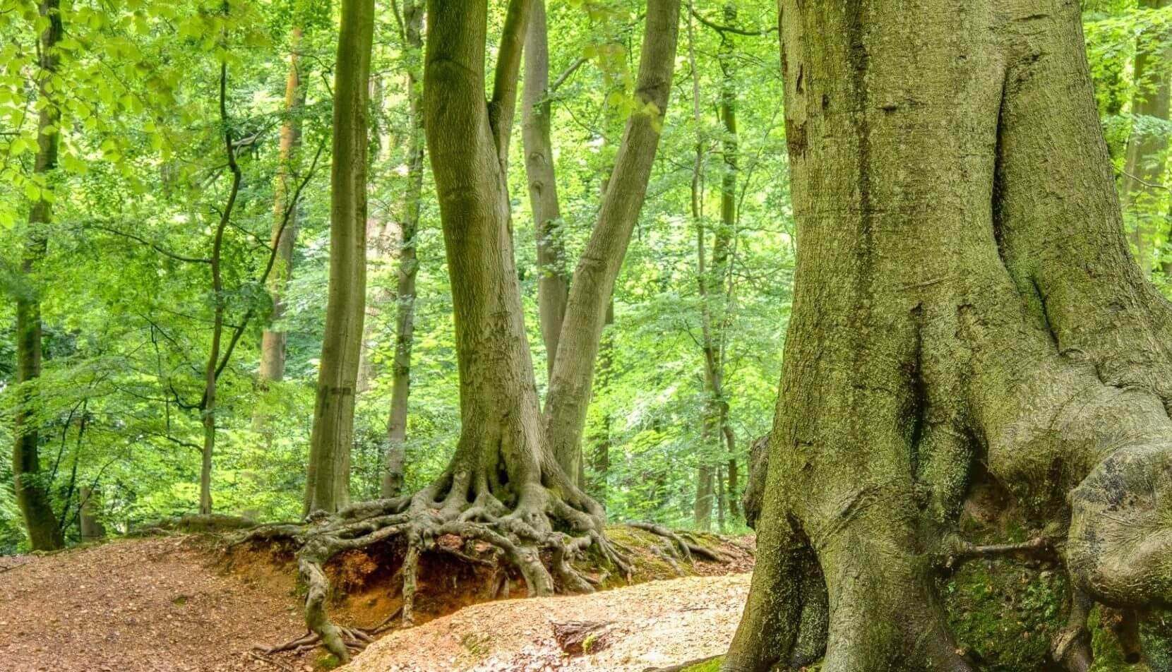 Beechwoods in Marlow