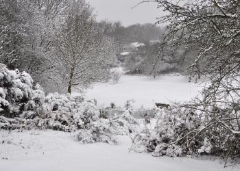 Friends of Studham Common