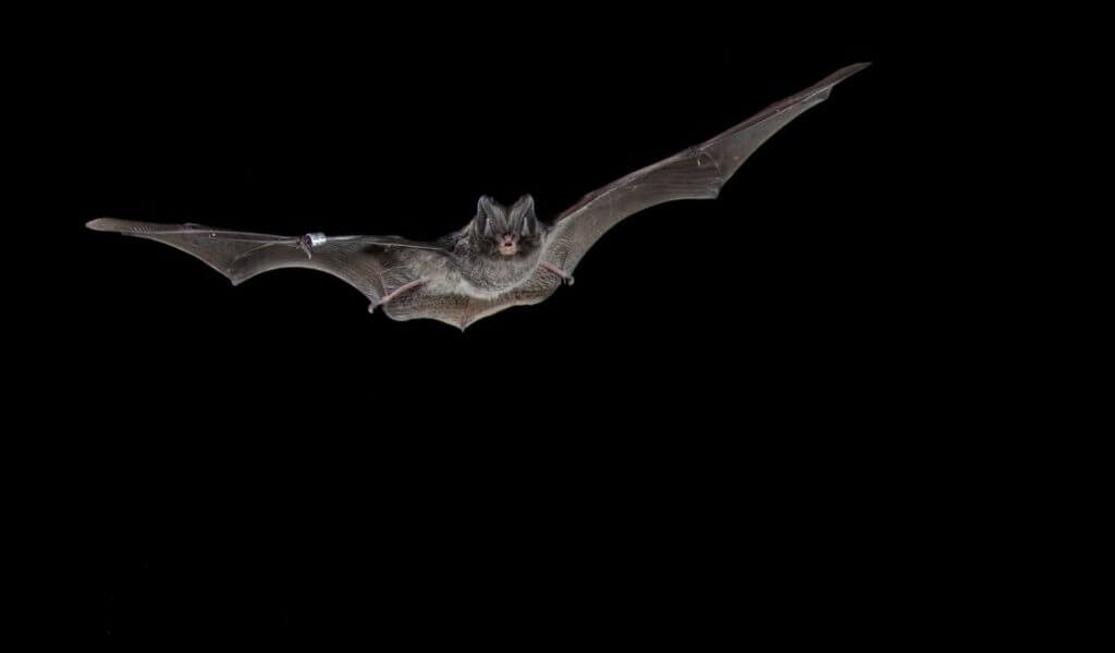 Concerns raised over HS2 Work in Jones’ Hill Wood, near Wendover in Buckinghamshire.