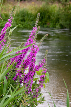 Purple loosestrife by a chalk stream