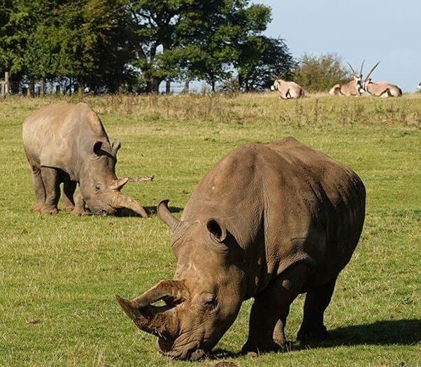 Rhino's at Whipsnade Zoo in the Chilterns AONB