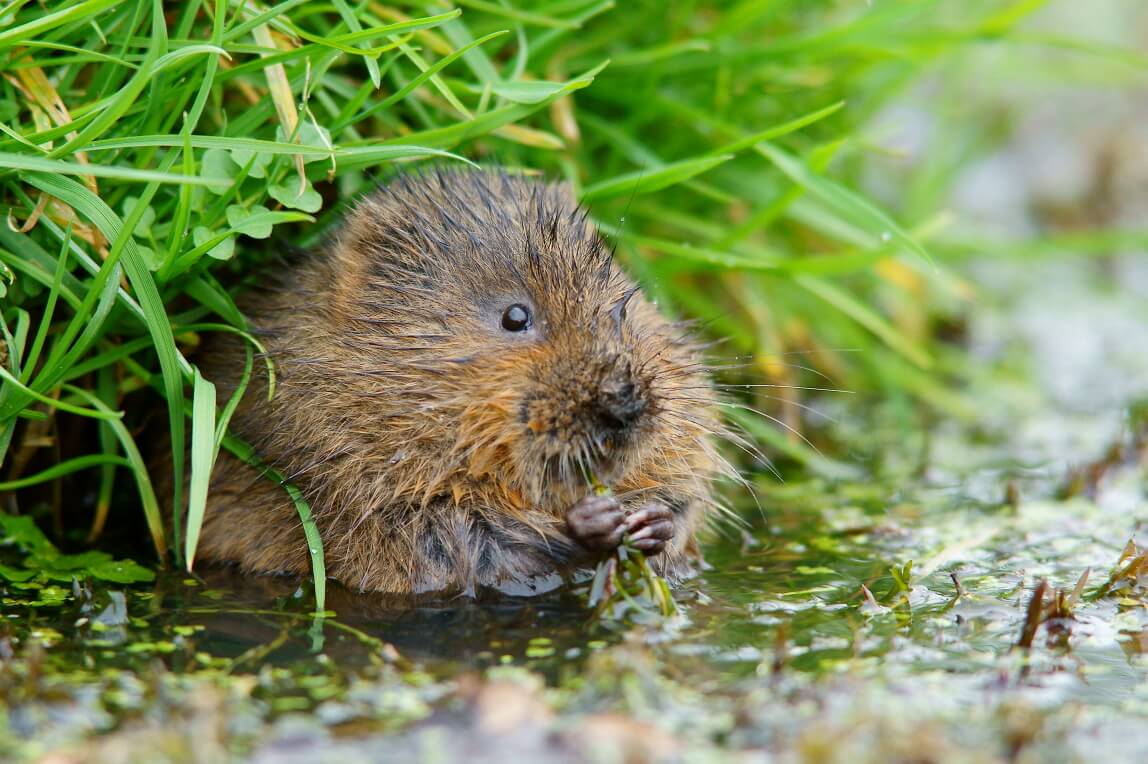 Water vole