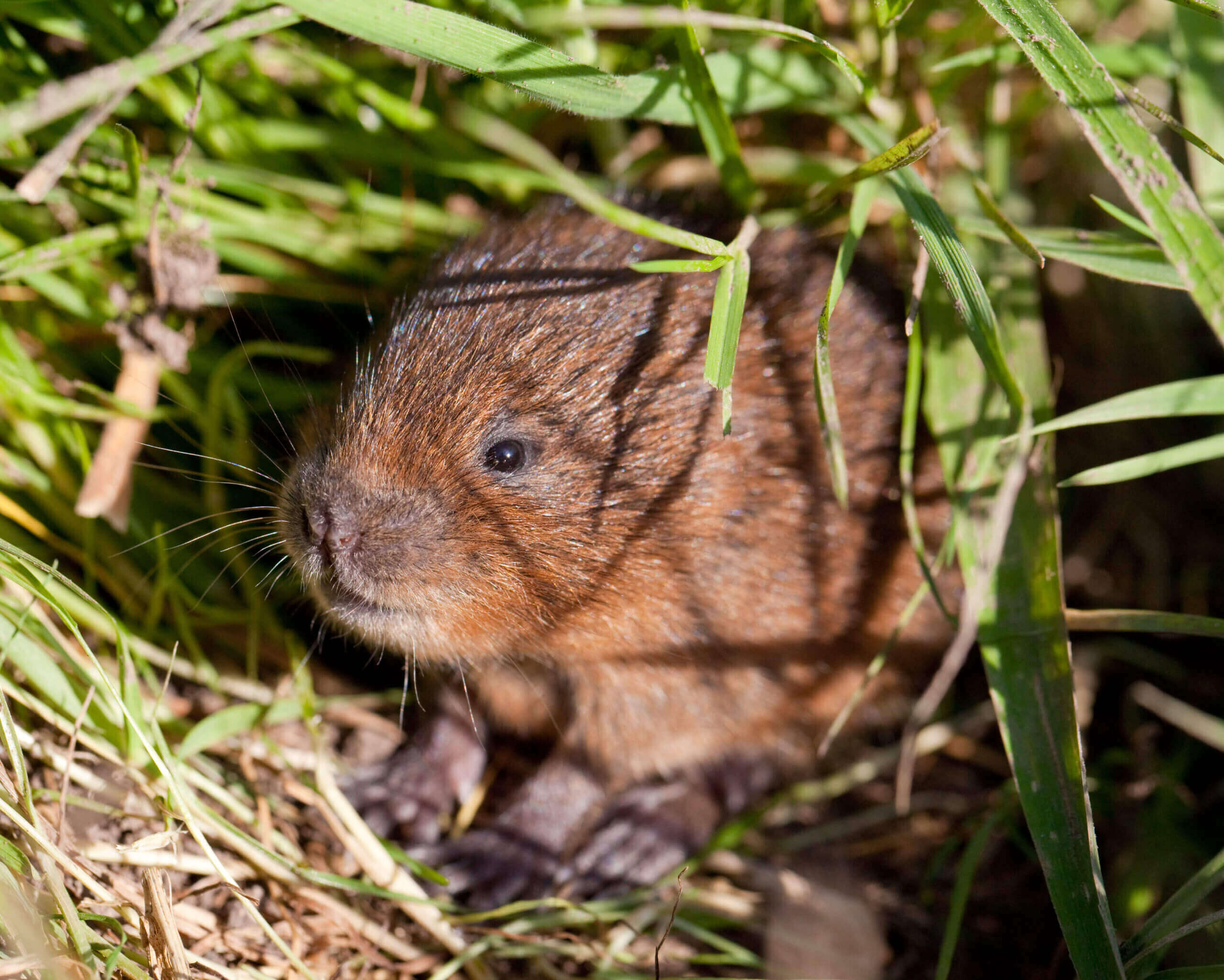 Baby water vole