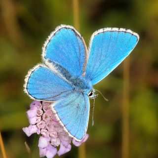 2019 UK Butterfly Monitoring Scheme offers good news for species!