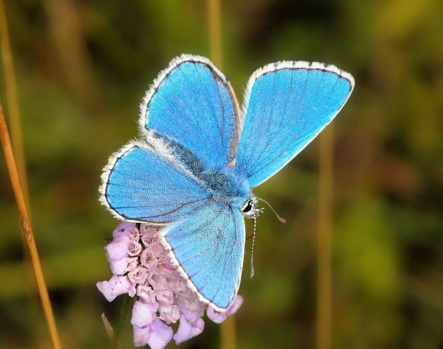 Adonis Blue Yoesden B