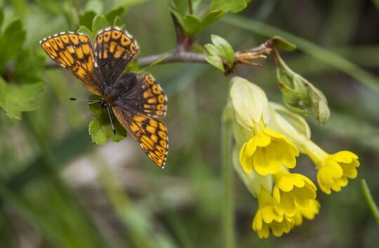 Introduction-DukeOfBurgundybutterflyandCowslipMay2015-RoyMcDonald