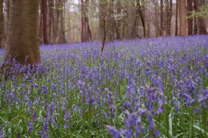 Picture of a bluebell wood