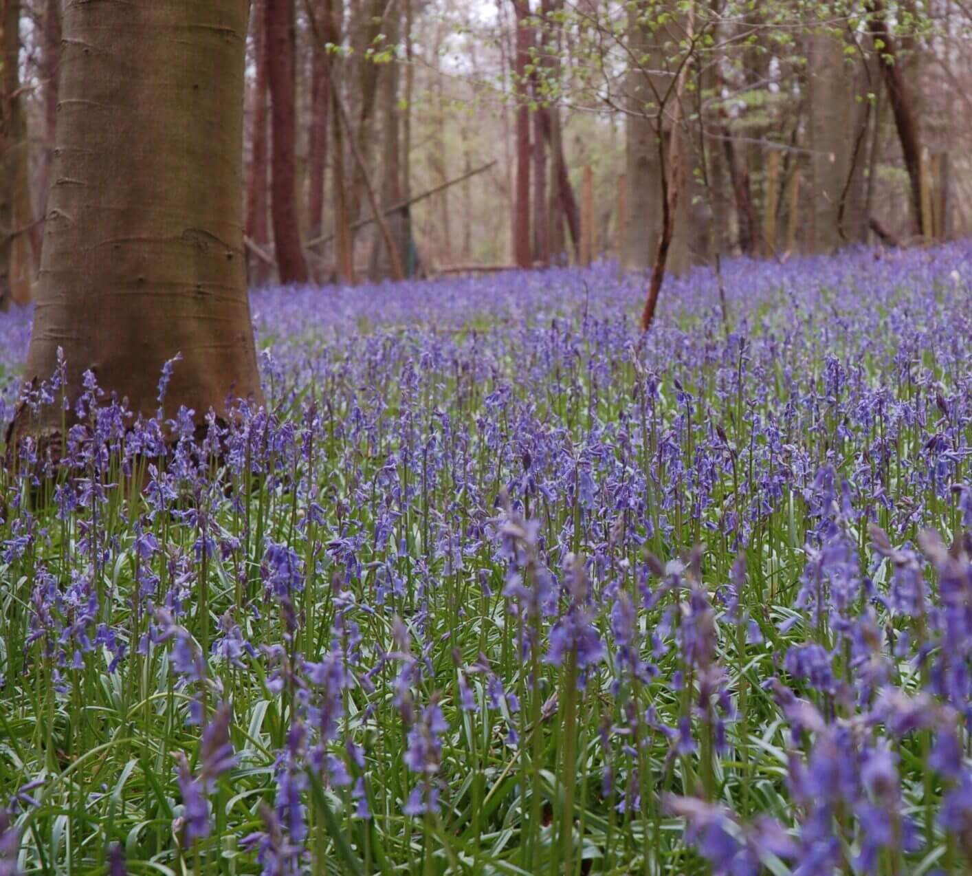 Picture of a bluebell wood