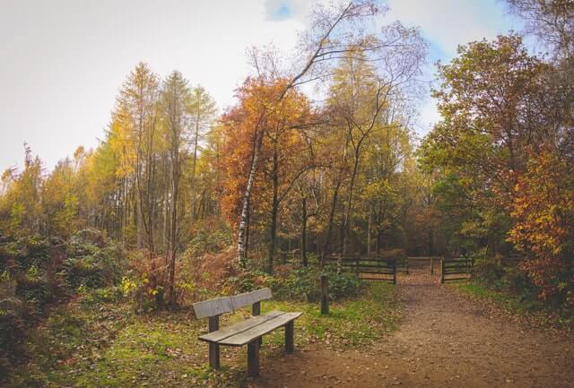 bench in front of autumnal beech trees