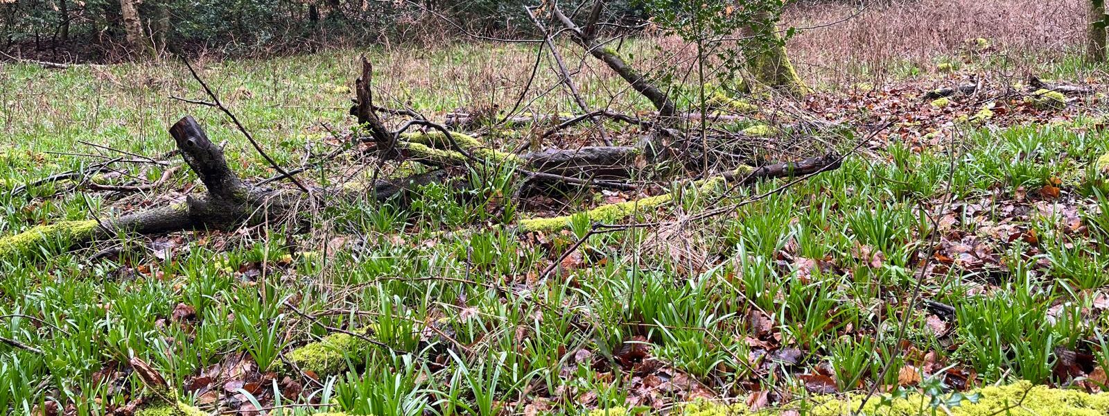 Hawridge & Cholesbury Common