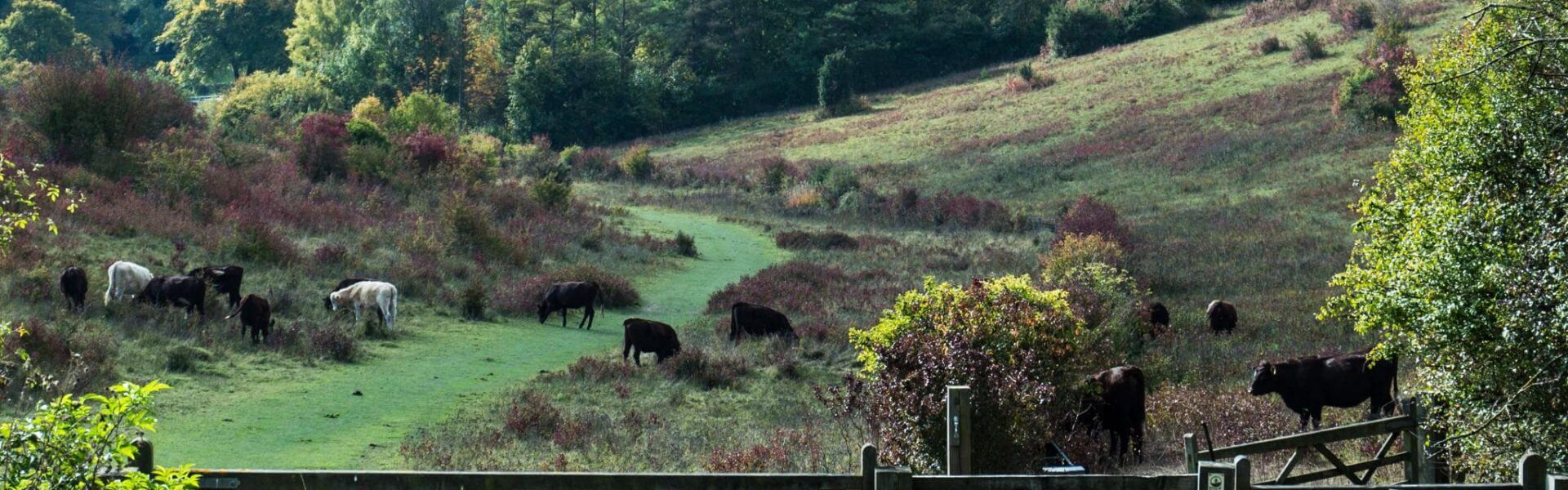 Grangelands and Pulpit Hill