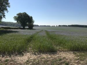 Field of linseed about to flower, ley hill, buckinghamshire