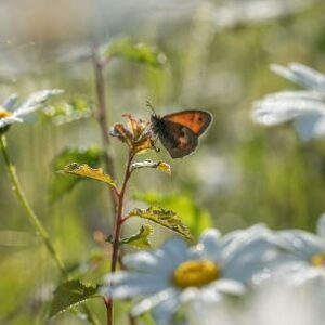 A butterfly surrounded by white daisies near Hughenden