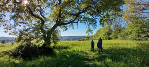 Two people walk under an ancient tree over a hillside near Bradenham