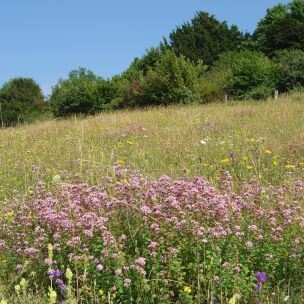 A meadow full of purple and yellow wildflowers - summer in chalk grassland.