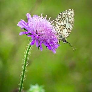 A butterfly on a purple wildflower
