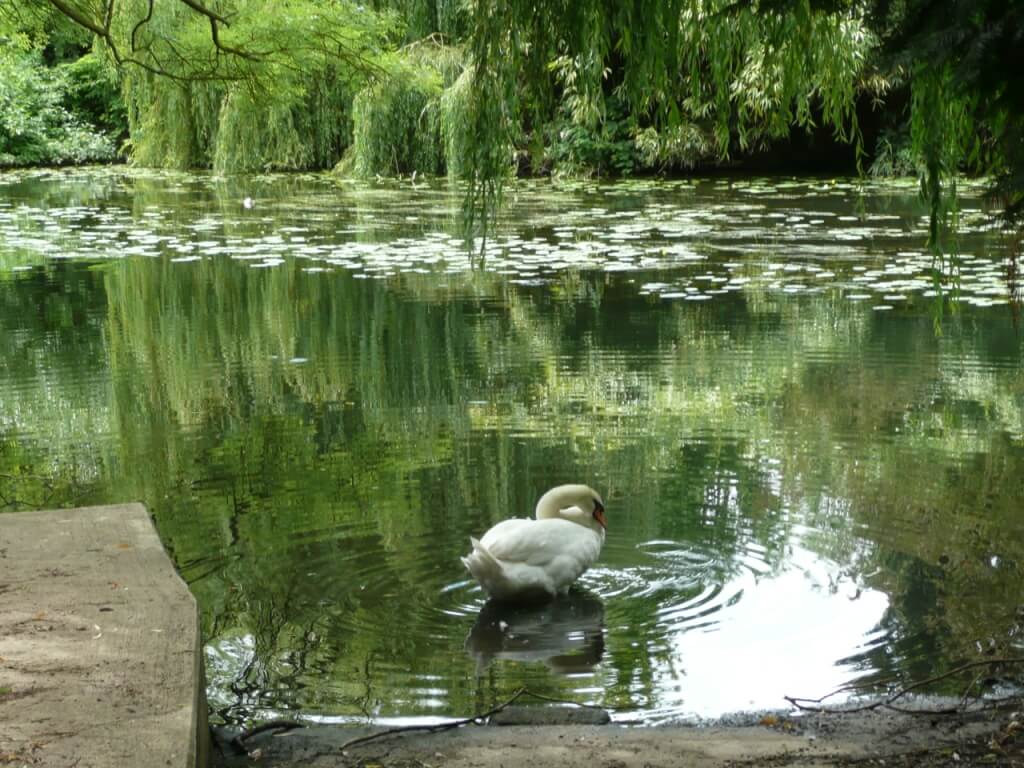 Pangbourne Mill Pond area