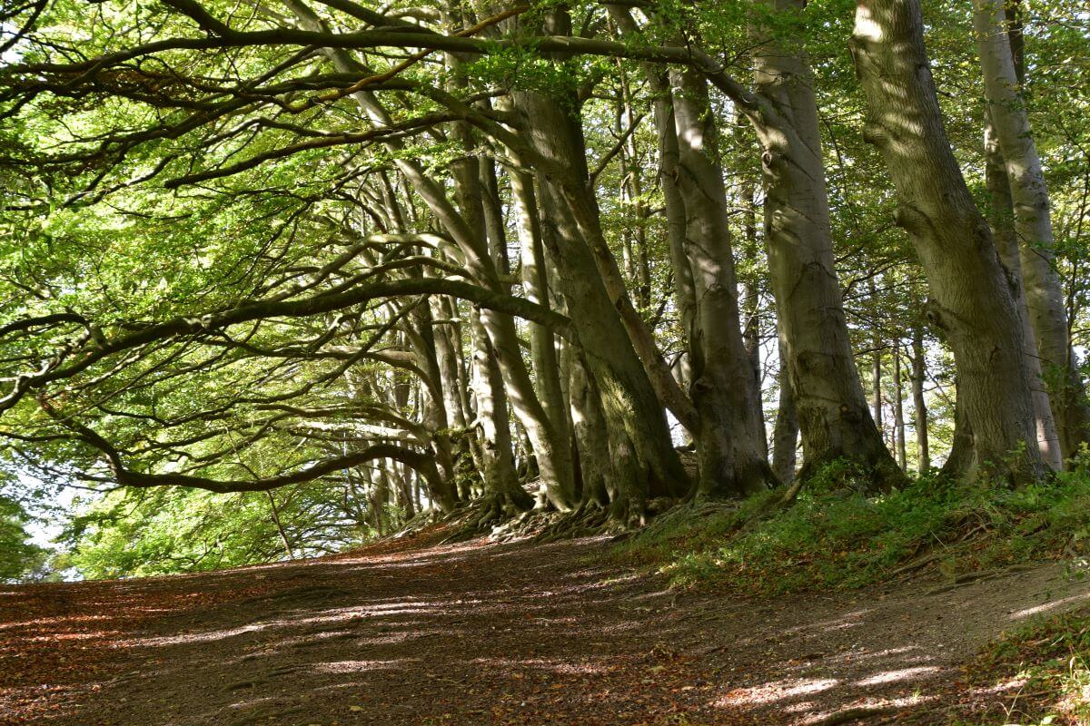 Sharpenhoe Clappers Woodland in the Chilterns AONB