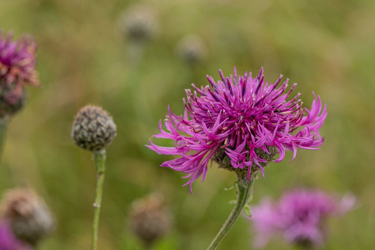 South Stoke-Chilterns Flora-1-(Dave Olinski)