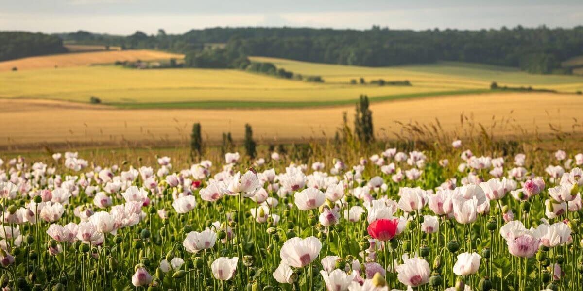 Update on our management plan review