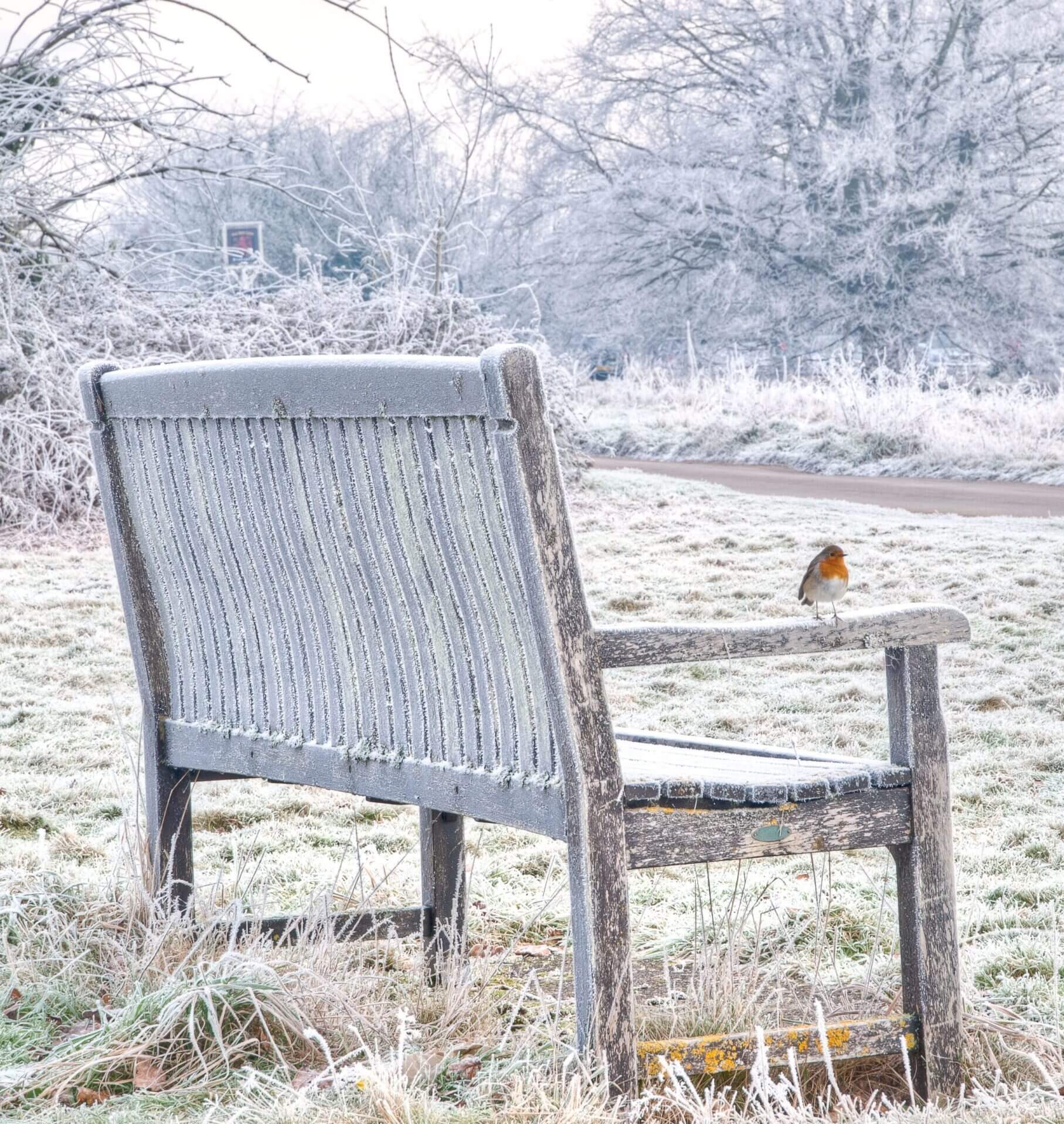 Robin sitting on a frosty bench in the Chilterns AONB