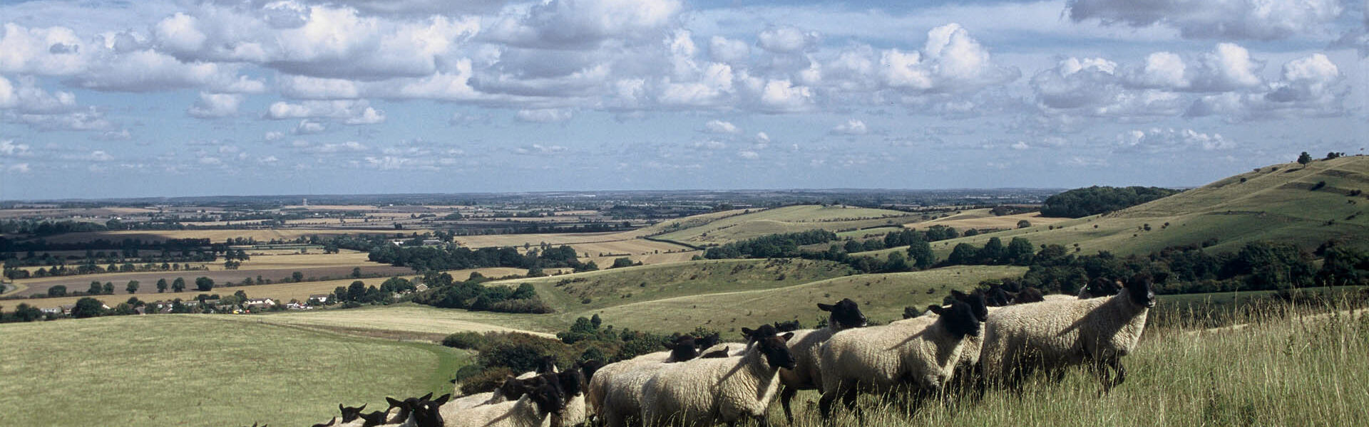 New plans to accelerate the recovery of nature in England’s Protected Landscapes