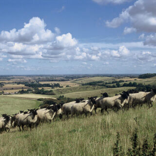 New plans to accelerate the recovery of nature in England’s Protected Landscapes