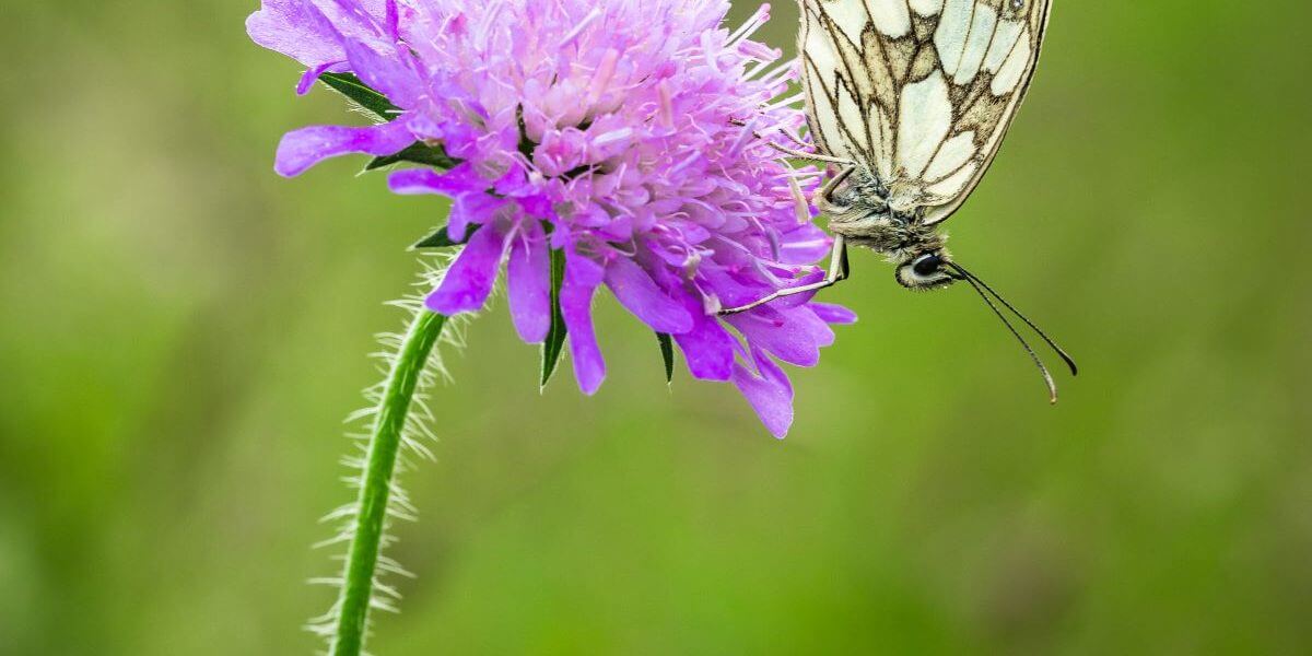 Introducing our new Head of Landscape, Dr. Kate Heppell