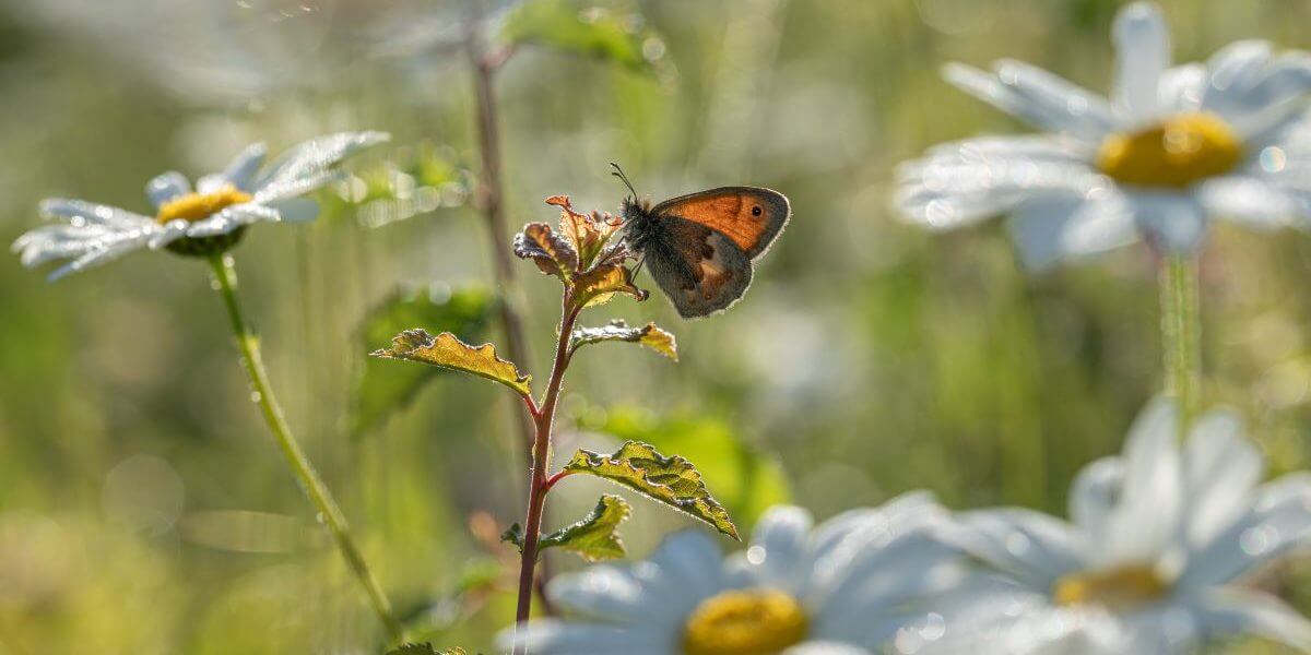 Rumoured budget cuts for National Landscapes could be catastrophic