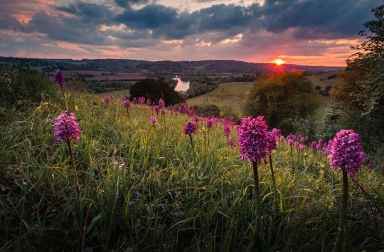 Orchids and Sunset at Hartslock Nature Reserve SSSI, showing the River Thames, copyright Dave Olinski