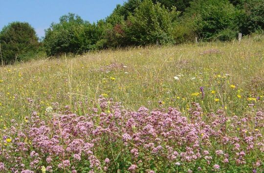 Chalk grassland
