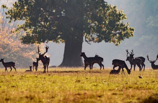 Fallow Deer Ashridge Estate in the Chilterns AONB
