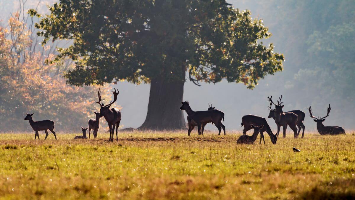 Fallow Deer Ashridge Estate in the Chilterns AONB