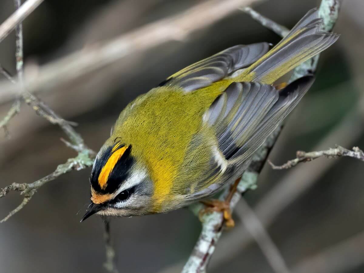 Firecrest by Bob Brewer (Unsplash) 1200
