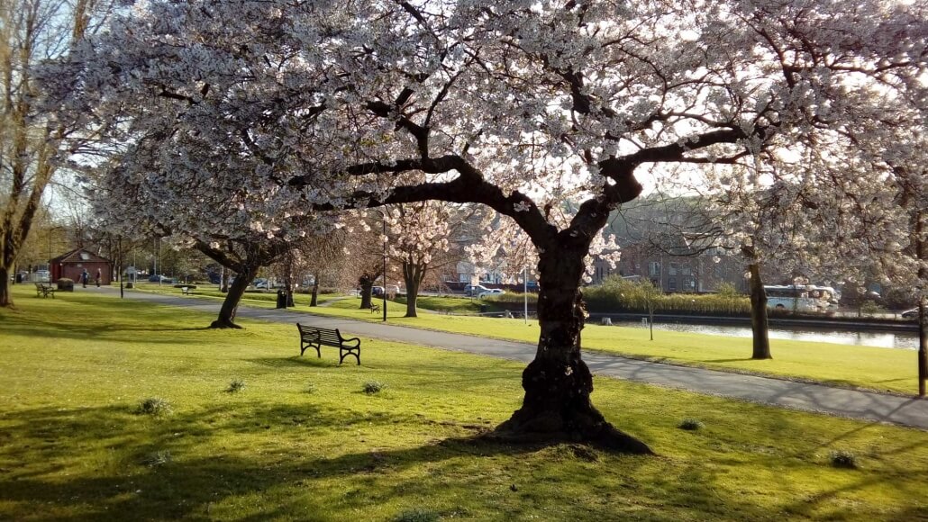 pink cherry blossom in a park