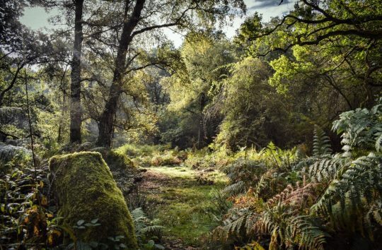 Marlow Common woods, by Catherine Andrews