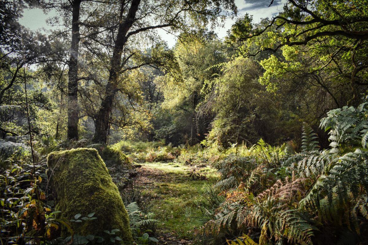 Marlow Common woods, by Catherine Andrews