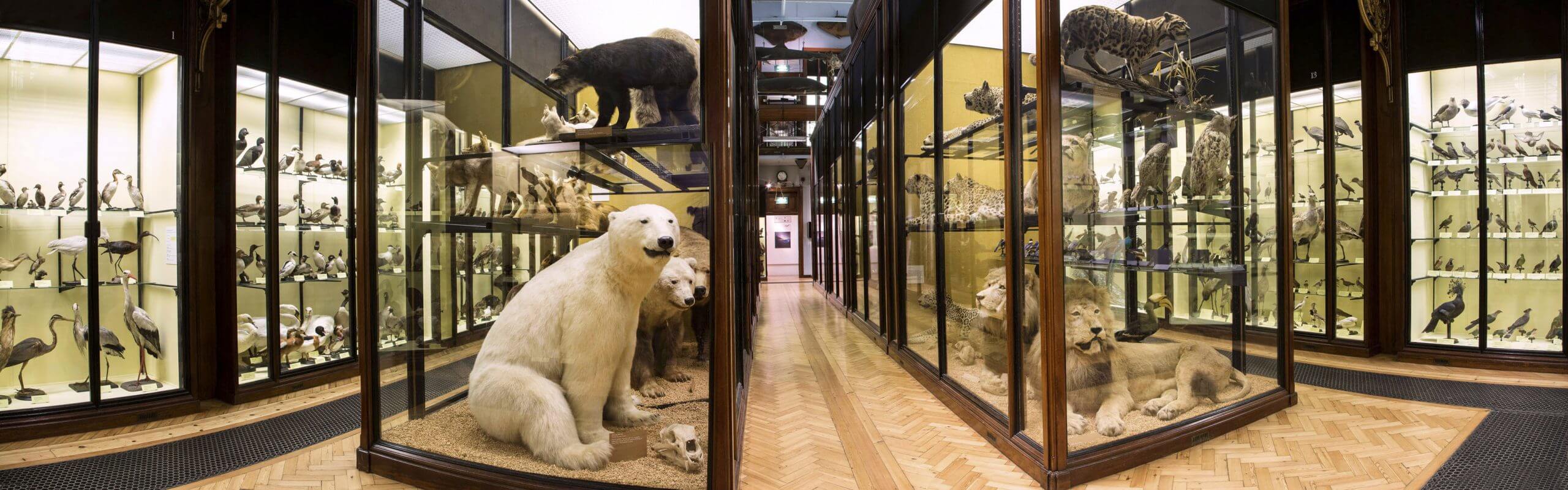 Gallery 1 of The Natural History Musem at Tring