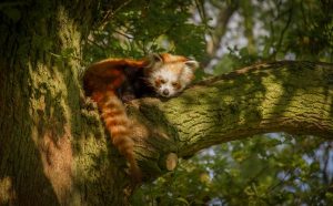 Red panda at Whipsnade Zoo