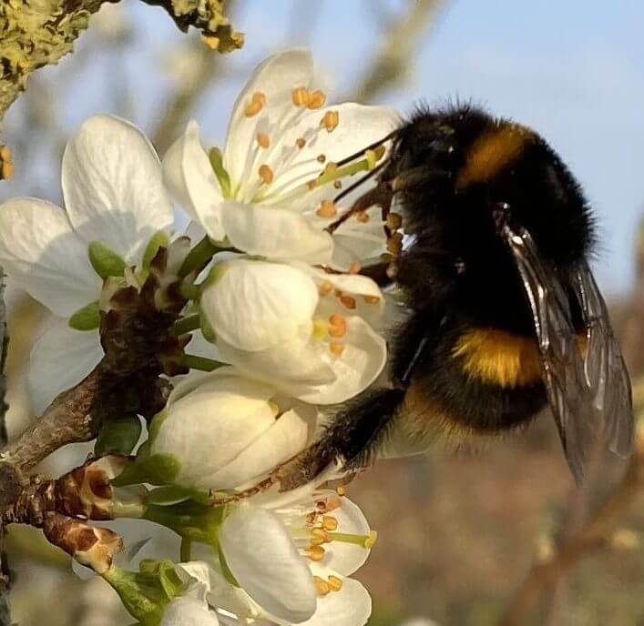 Spring bee on cherry
